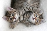 Wenn Menschen schon gerne mit Katzenbabys kuscheln, dann wollen das die Katzen selbst erst recht - so wie diese beiden Fellknäuel, die nur kurz fürs Foto nach oben gucken.
