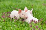 Schwein gehabt - im hohen Gras haben diese beiden Ferkel ihre Ruhe.