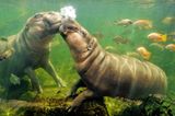 Wie küssen sich Nilpferde? a) Unter Wasser und b) scheinbar mit viel Schwung!