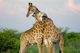 Wenn sich Giraffen um den Hals fallen, hat das gleich eine ganz andere Qualität.
