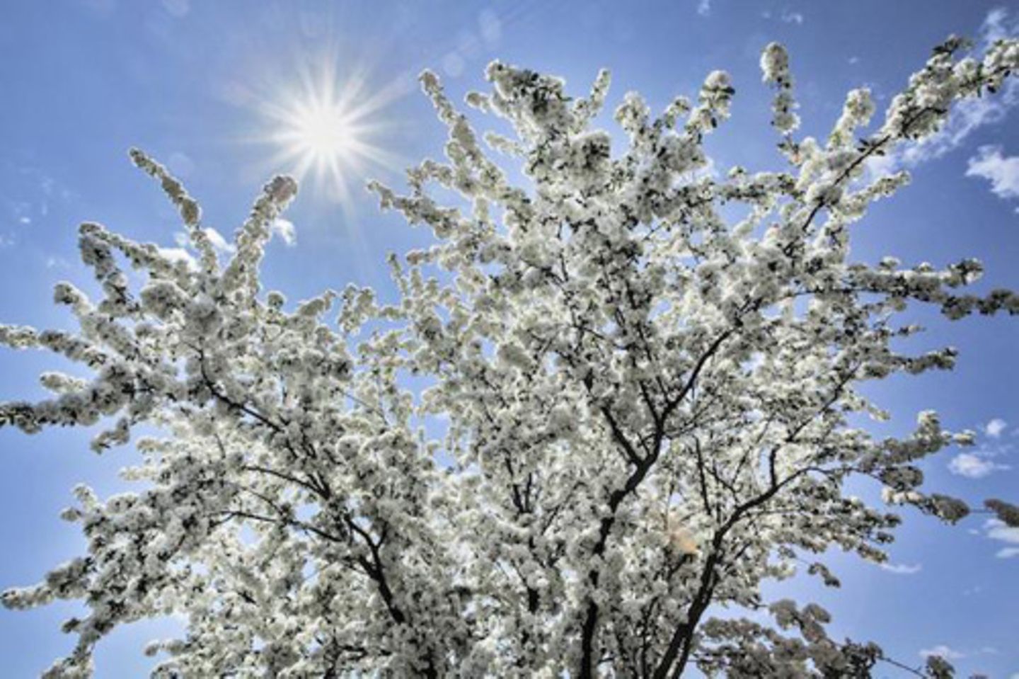 "Spring Blossoms" Kirschblüten in Quebec Province, Kanada.