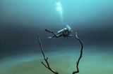 "'Angelita" von Fabrice Guerin entstand in einer Unterwasserhöhle, die in 30 Meter Tiefe eine Schicht auf Wasserstoffsulfit hat. "Die Atmosphäre ist ähnlich wie die einer Mondlandschaft. Als ich diese Taucherin zwischen den Zweigen eines Baumes sah, hatte ich alle Zutaten für ein surreales Unterwasserfoto beisammen", so der Fotograf über das Bild. www.upylondon.com