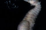 Die emanzipiertesten Tiere der Welt: Bei Seepferdchen bringen die Papas die Kinder zur Welt - ein Vorgang der kaum sichtbar auf diesem Bild eingefangen ist. ("Good luck my babies" - Tammy Gibbs) www.upylondon.com
