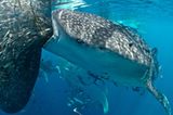 Gibt es ein "Drive Thru" für Raubfische? "Whaleshark buffet" von Gary Peart ist einem glücklichen Zufall zu verdanken: Auf dem Besuch einer Fischereianlage in Indonesien tauchten plötzlich zehn Walhaie auf, die die Beute der Fischer bequem aus dem Netz herausschlürften. Größte Herausforderung für den Fotografen: Die Kamera lange genug ruhig halten, während ihn die restlichen Walhaie beiseite schubsen wollten, weil er beim All-you-can-eat-Büffet im Weg stand. www.upylondon.com