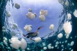 "Fischaugen-Perspektive" mal wörtlich genommen: Auf "'Socotra Cormorant" von Hani Bader sieht man einen Kormoran aus der Sicht eines der Fische, die sich vor ihm unter den weißen Quallen im Bild verstecken. www.upylondon.com