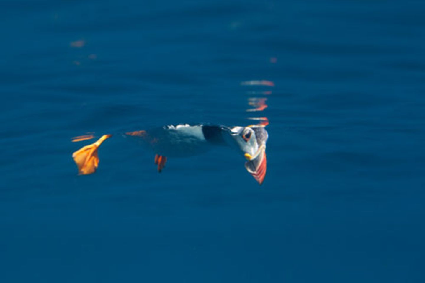 Underwater Photographer of the Year: Wie eine fremde Welt: Magische  Unterwasseraufnahmen | BRIGITTE.de