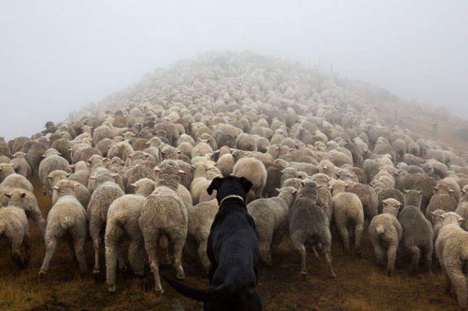Klassische Hütehund-Aufgabe: Aufpassen, dass alle Schafe beisammen sind.