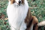 Freundlich: Hund "Lassie" ...
