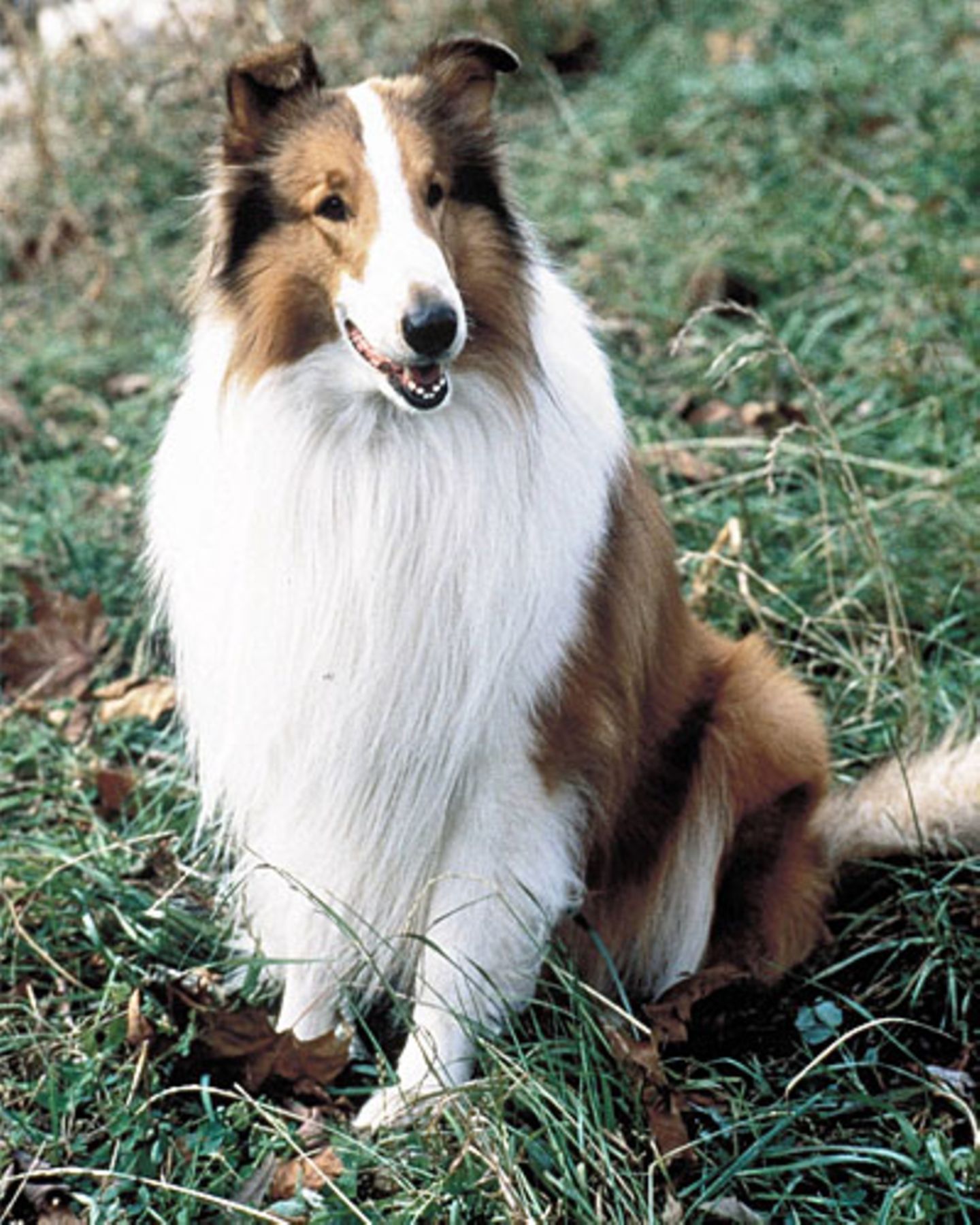 Freundlich: Hund "Lassie" ...