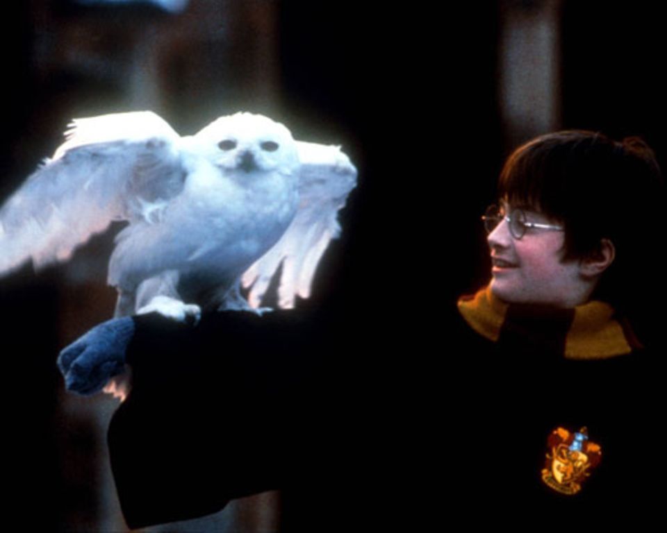 Zickig: Eule Hedwig aus "Harry Potter"
