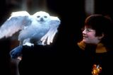 Zickig: Eule Hedwig aus "Harry Potter"