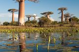 Madagaskar: Baobabs