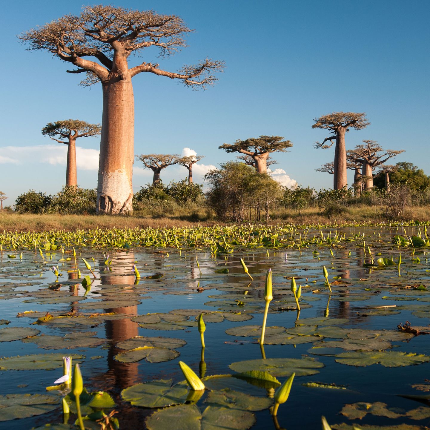 Madagaskar: Baobabs