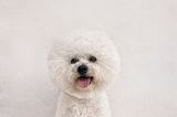 Dieses knuffige, weiße Wollknäuel in Hundeform heißt Pippa ...