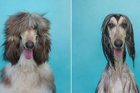 Vor und nach der Wanne: Diese Hunde haben die Haare schön!