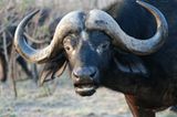 Büffel sind gefährlicher, als es ihr Aussehen mit dem harmlos wirkenden Mittelscheitel aus Horn vermuten lässt.