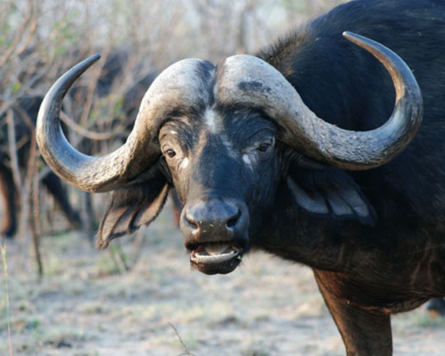 Büffel sind gefährlicher, als es ihr Aussehen mit dem harmlos wirkenden Mittelscheitel aus Horn vermuten lässt.