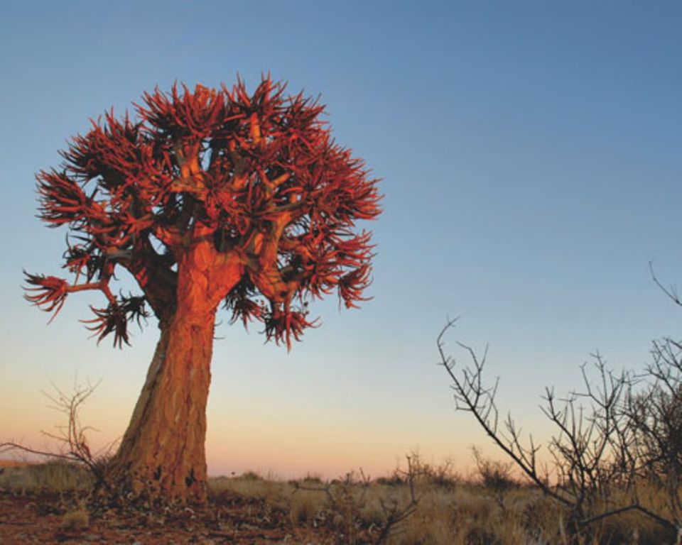 Im Namaqualand im Nordwesten Südafrikas wachsen Pflanzen wie dieser "halfmens" - "Halbmensch".