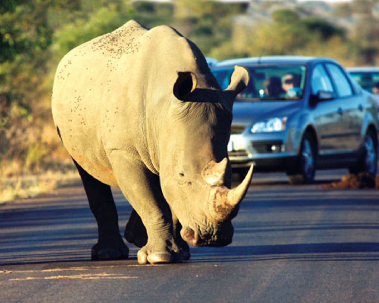 Im Krüger-Nationalpark - Nashörnern sollte man nicht zu nahe kommen. Wenn diese Urtiere ihren mächtigen Körper in Bewegung setzen, bebt die Erde.