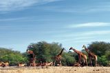 Impalas und Giraffen treffen sich gemeinsam am Wasserloch im Krüger-Nationalpark - dem berühmtesten Park des Landes.