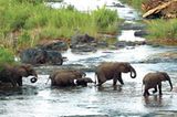 Quert eine ganze Elefanten-Herde den Fluss, suchen junge Elefanten häufig Halt beim Vordertier.
