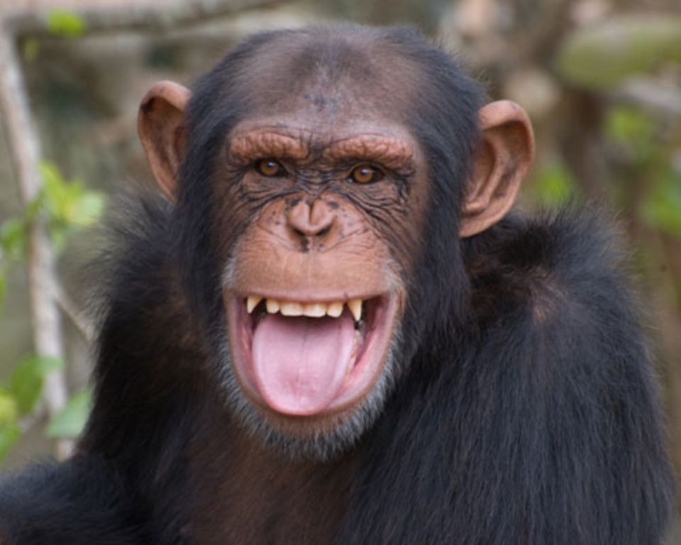 Auch einige Tierarten können lächeln – oder zumindest etwas ähnliches. Bei Pavianen und Makaken ist Zähnefletschen eine Geste, die Gegner oder ranghöhere Tiere beschwichtigen soll. Für feinere Nuancen fehlt ihnen die Gesichtsmuskulatur. Menschenaffen beherrschen sogar eine ganze Palette lächelnder Gesichtsausdrücke: vom schadenfroh zuckenden Mundwinkel, wenn einer dem anderen einen Streich spielt, bis zum freundlichen Lächeln zur Begrüßung.