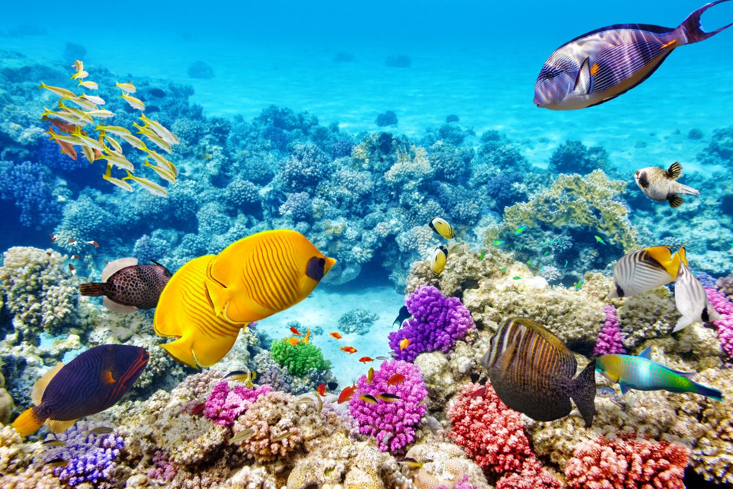 1) Great Barrier Reef, Australien