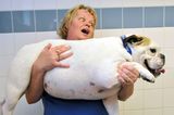 Daisy, die Bulldogge ist die "Diätkönigin 2014". Vorher wog sie 28 Kilo. Daisy naschte mit Vorliebe Käse und Brokkoli ...