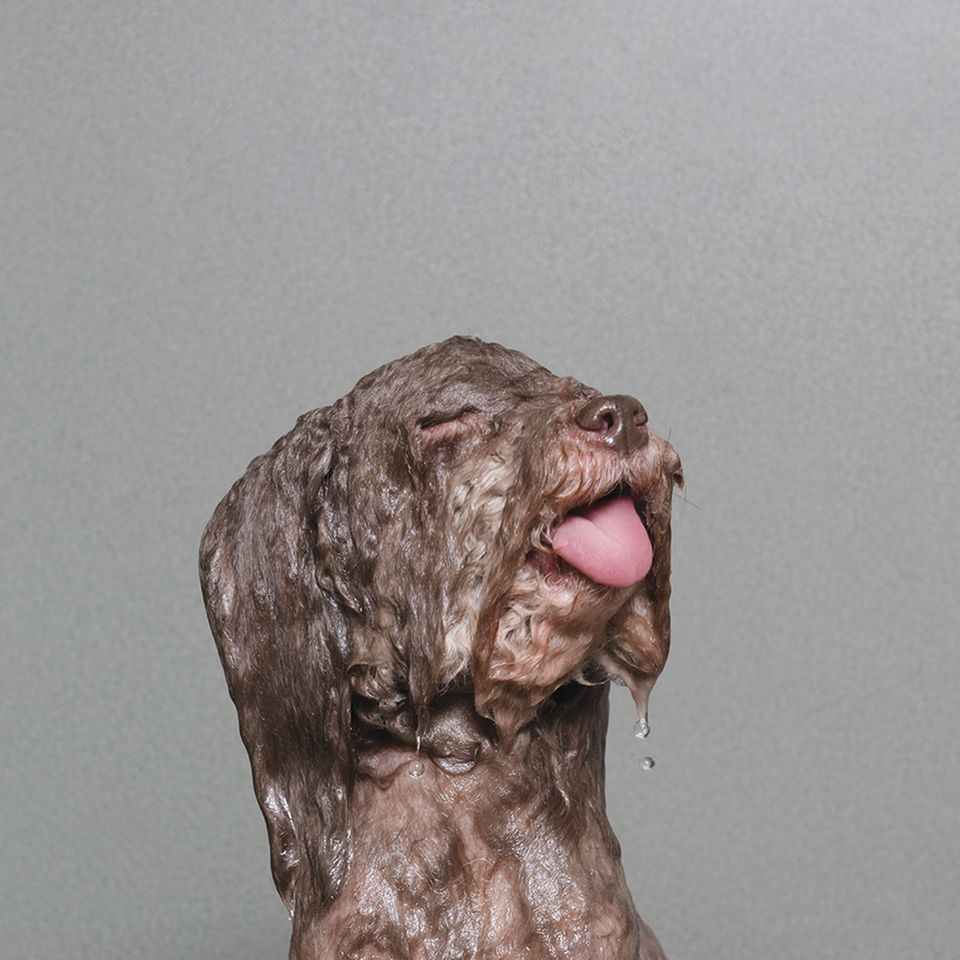 Nasse Hunde: bedröppelt und unfassbar süß!