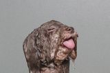 Nasse Hunde: bedröppelt und unfassbar süß!