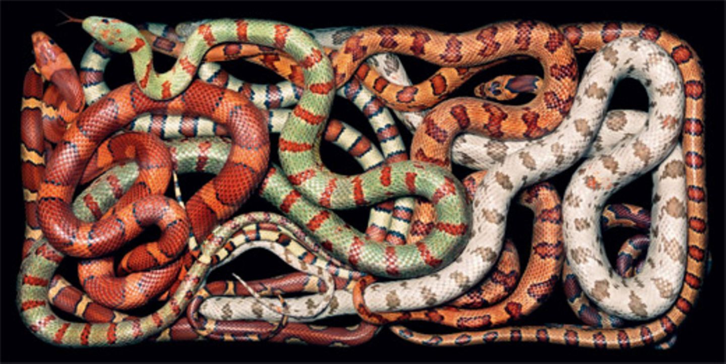 Schlangen-Labyrinth