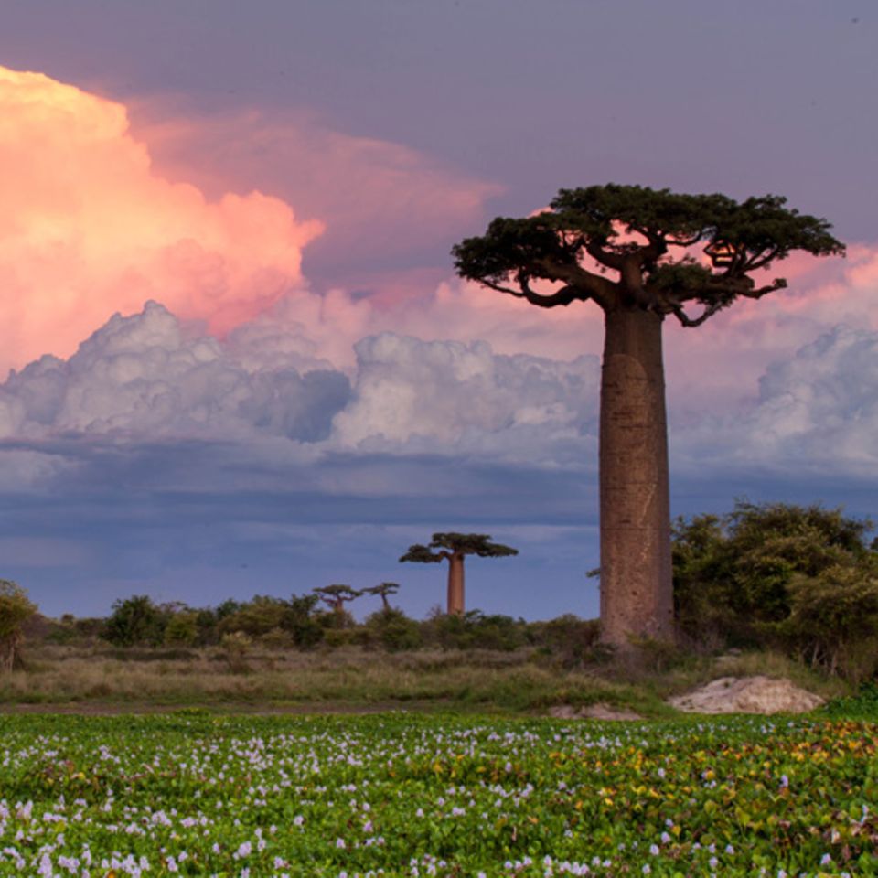Aktiv-und Abenteuerreisen: Platz 2 - Madagaskar