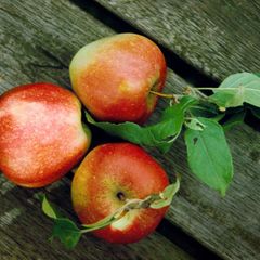 Beauty-Food: Äpfel