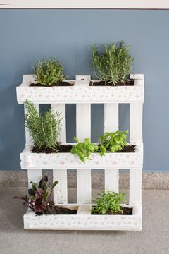 Kein Balkon?: Indoor-Gardening - Platz für Grünes ist in der kleinsten