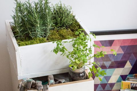 Indoor-Gardening - Platz für Grünes ist in der kleinsten Wohnung