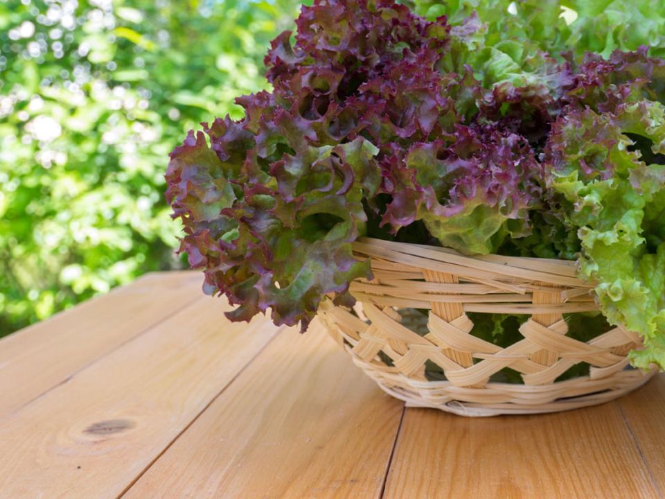 Urban Gardening: Das beste Gemüse für Balkon & Fensterbank Urban Gardening: Das beste Gemüse für Balkon & Fensterbank