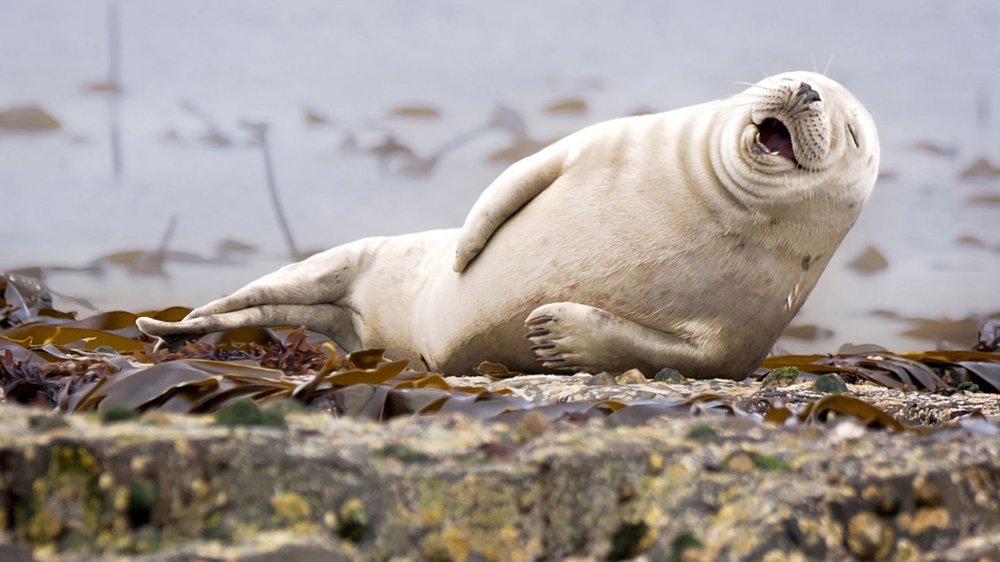 Jahresruckblick Tierisch Witzig Das Sind Die Lustigsten Tierfotos Des Jahres 2015 Brigitte De