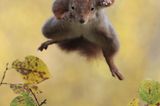 ATTACKE!!! Mit diesem Eichhörnchen ist nicht zu spaßen. Jemand hat es auf seinen mühsam angelegten Wintervorrat abgesehen? Im Nest Hausfriedensbruch begangen oder am bauschigen Schwanz gezogen? Die handgreifliche Racheaktion wird nicht lange auf sich warten lassen!