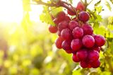 Schnelle Fettverbrenner: Rote Weintrauben vor der Lese noch am Stock