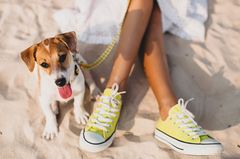 Teste, welcher Hund zu dir passt.