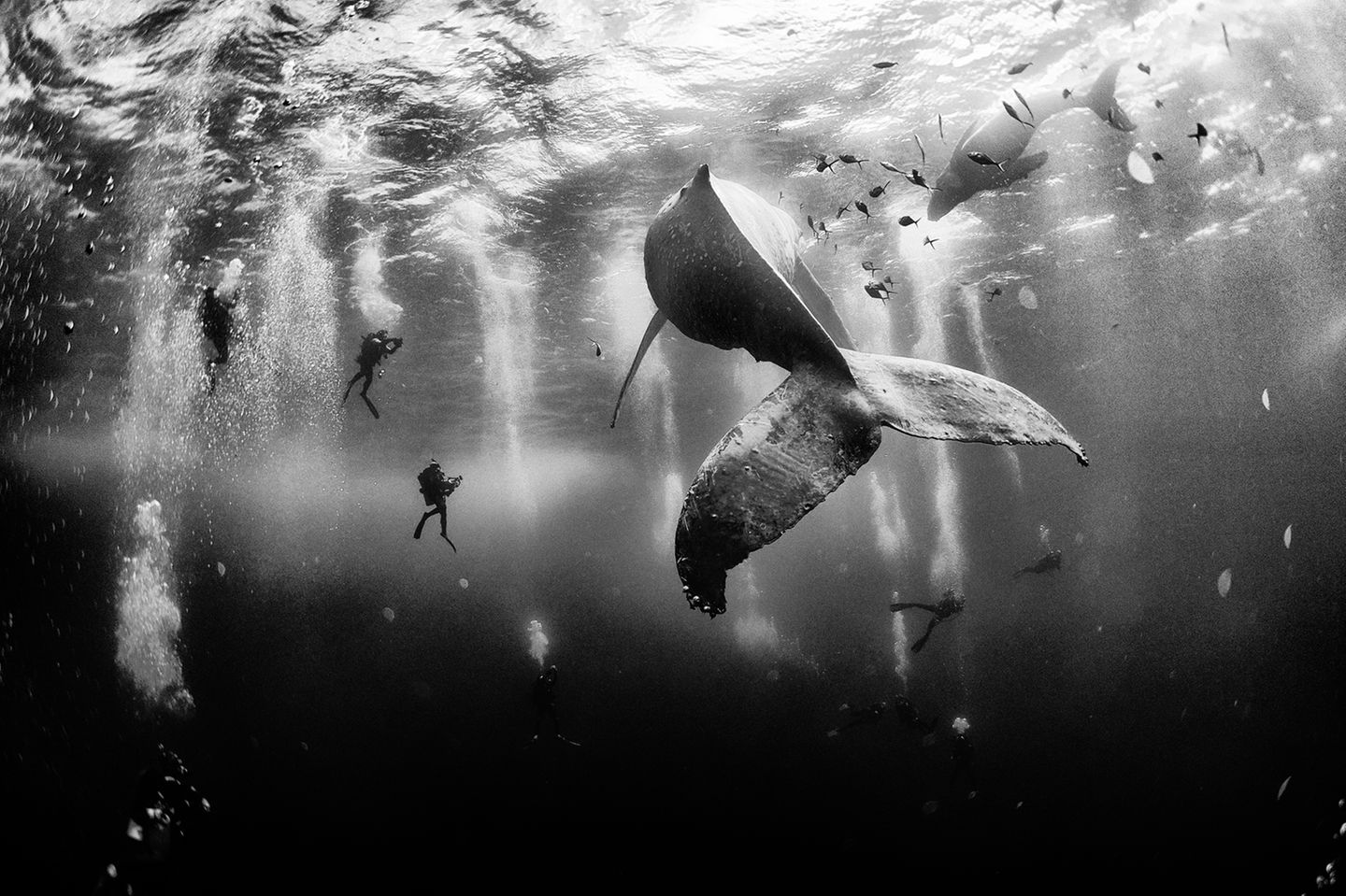 Platz 1: Whale Whisperers, Mexiko