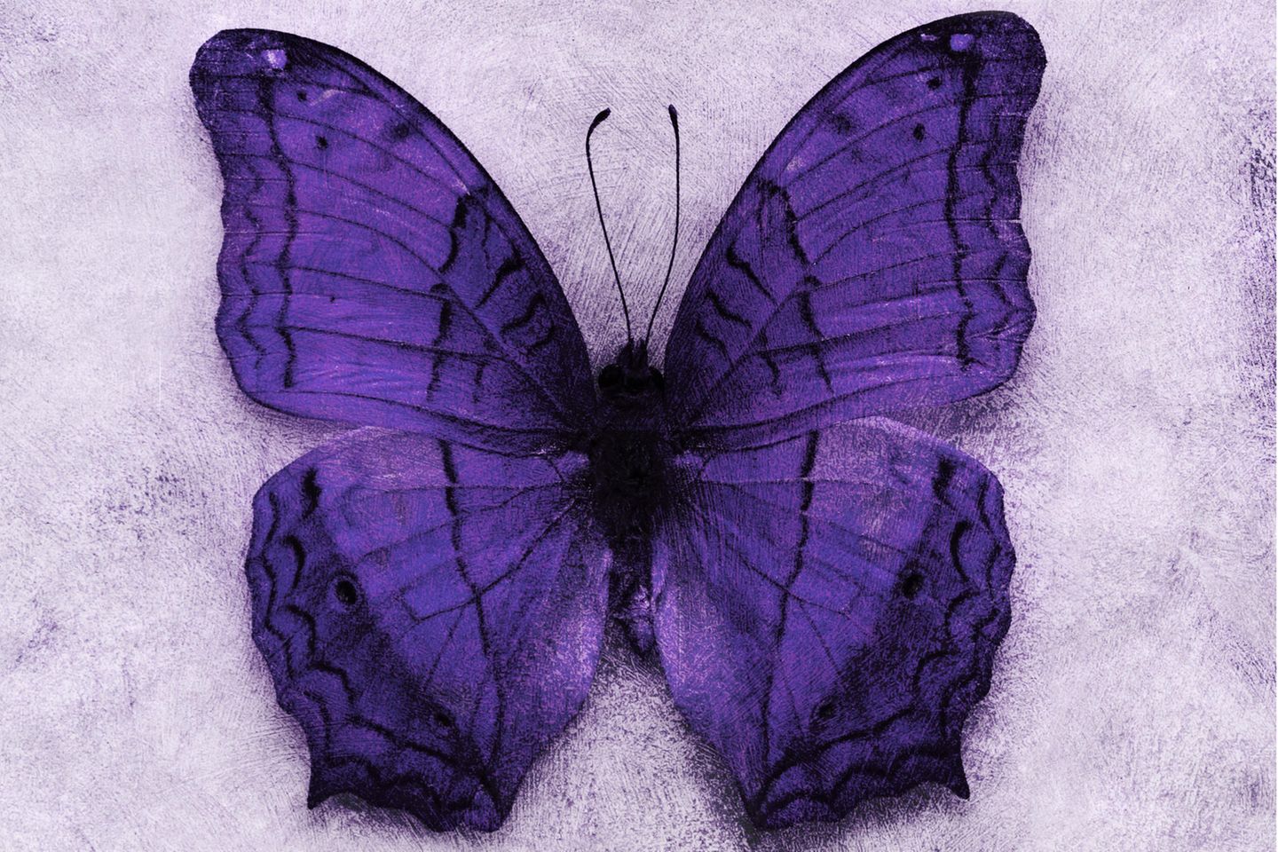 Lila Schmetterling: Eine kleine Hilfe für ein schlimmes Schicksal