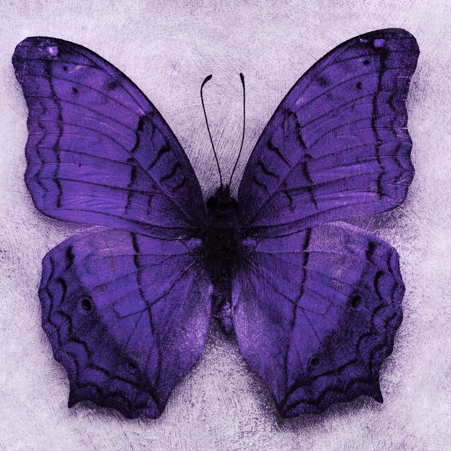 Lila Schmetterling Fee led magnetische Lichter, Schmetterling