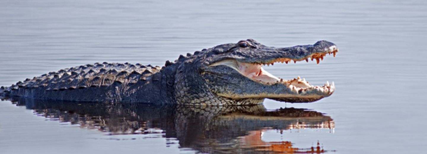 Tragödie bei Disney: Zweijähriger von Alligator getötet
