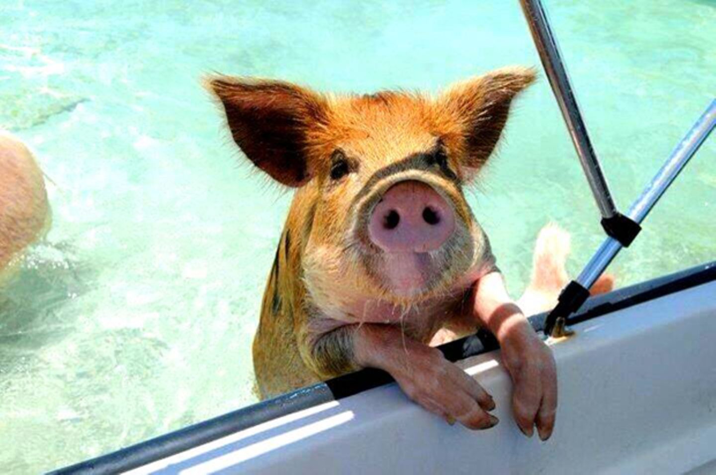 Wir wollen auch mit diesen Schweinen schwimmen!
