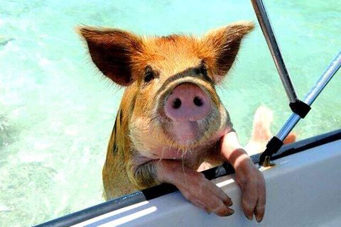 Wir wollen auch mit diesen Schweinen schwimmen!