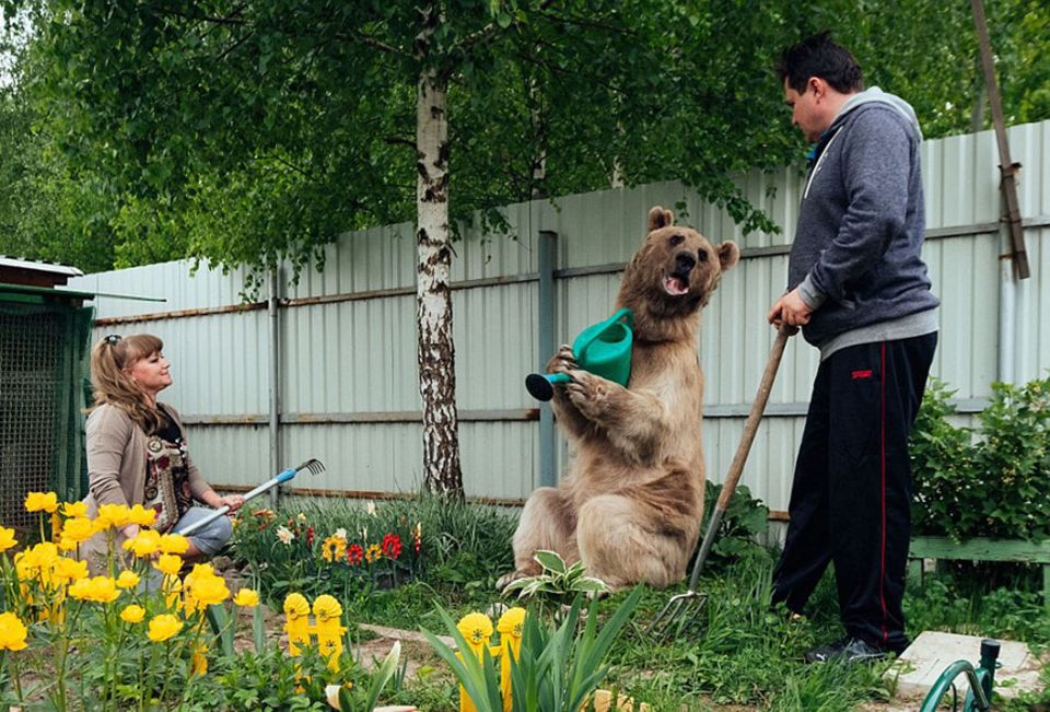 Dieser Bär ist das zotteligste Kuschel-Haustier der Welt!