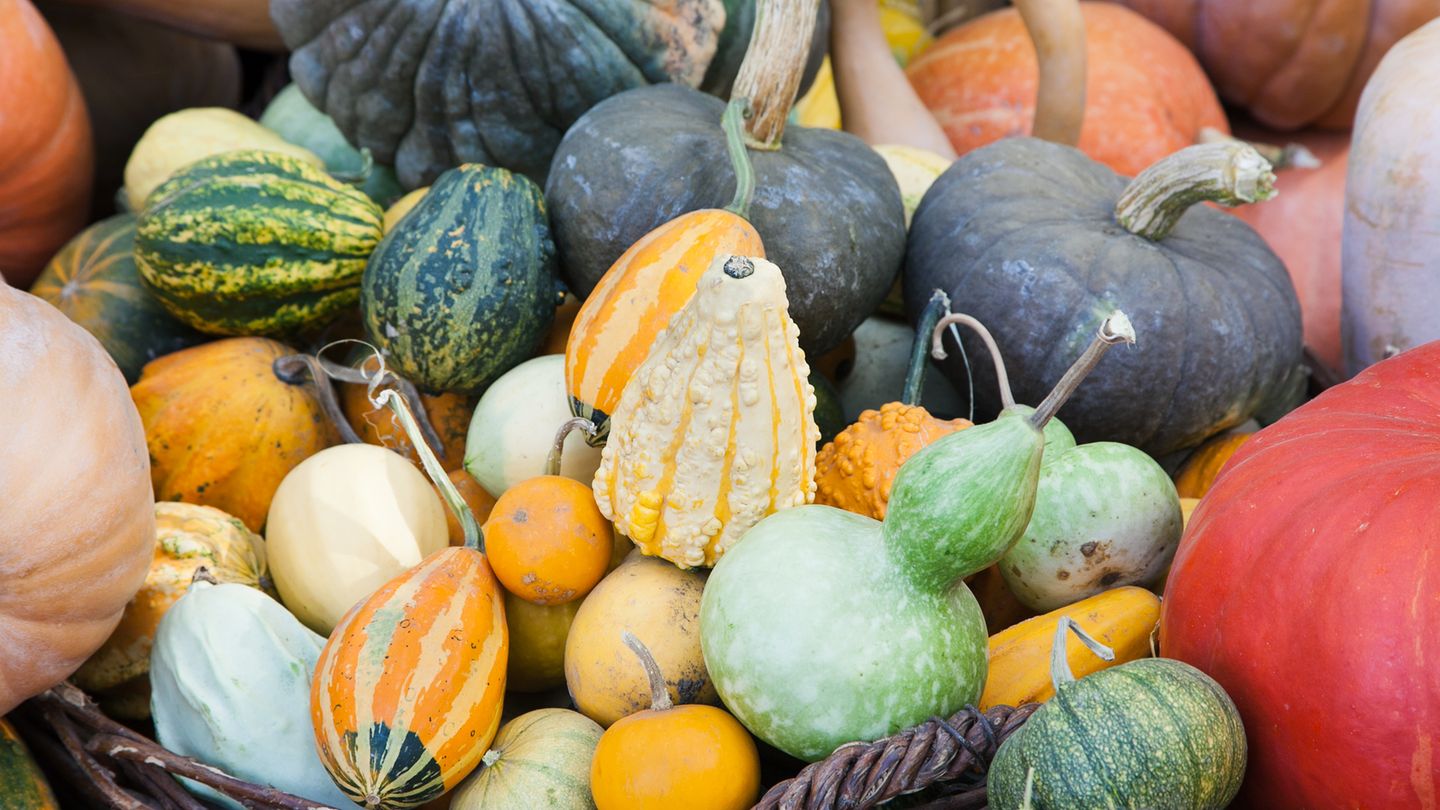 Kurbissorten Im Uberblick So Bunt Ist Der Herbst Brigitte De