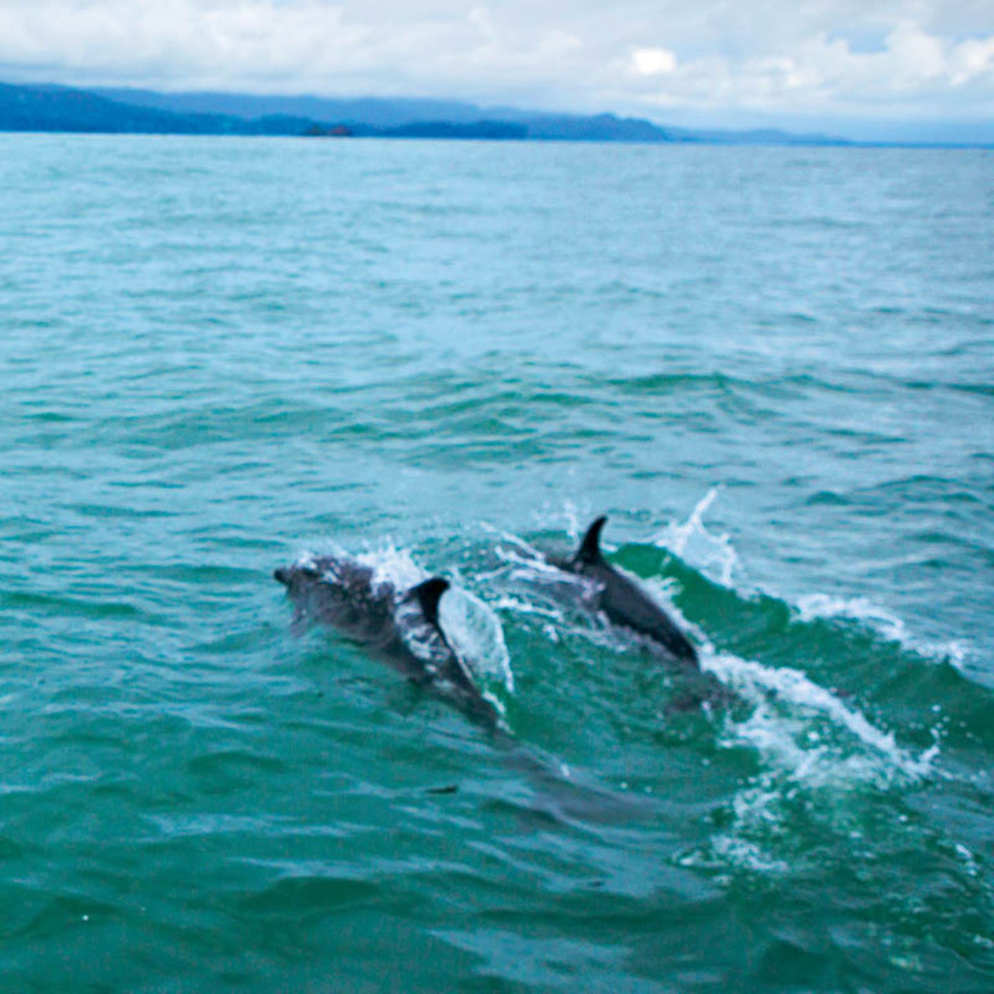 Delfine kann man ganzjährig im Pazifik sehen.