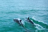 Delfine kann man ganzjährig im Pazifik sehen.
